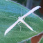 Plume moth