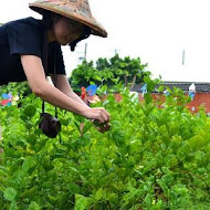 茉莉花壇夢想館