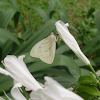 Mariposa garabato