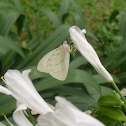 Mariposa garabato