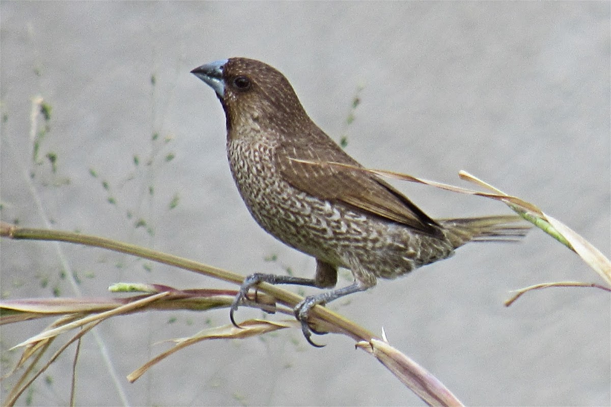 Scaly-breasted Munia