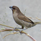 Scaly-breasted Munia