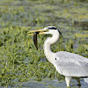 Heron - Grey Heron