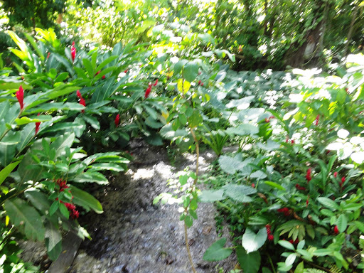 Dunn's River Falls & Rainforest Jamaica 2013