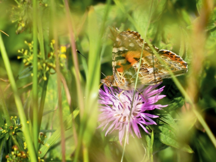 BETWEEN the GREEN di Marcello Cattai