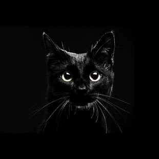  Black  Cats  Live Wallpaper  Android  Apps on Google Play