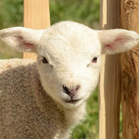 Sheep Sounds - Ringtone,Alarm  Notification Sound