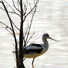 American Avocet