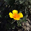 California Poppy