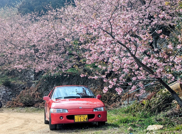 ビートのドライブ・河津桜🌸・周防大島に関するカスタム事例の投稿画像5枚目