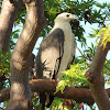 White-bellied Sea-Eagle