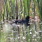 Moorhen; Pollo de Agua