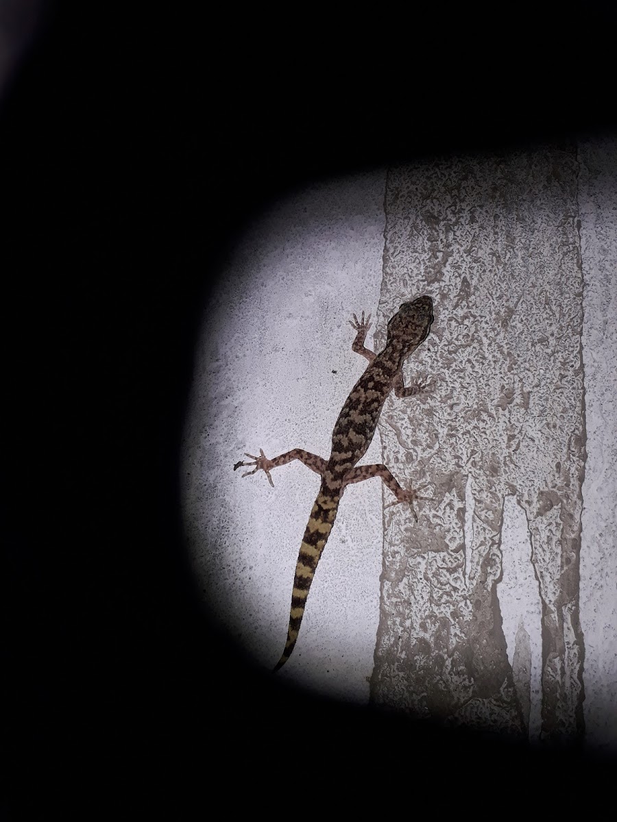 Lawder's bent-toed gecko