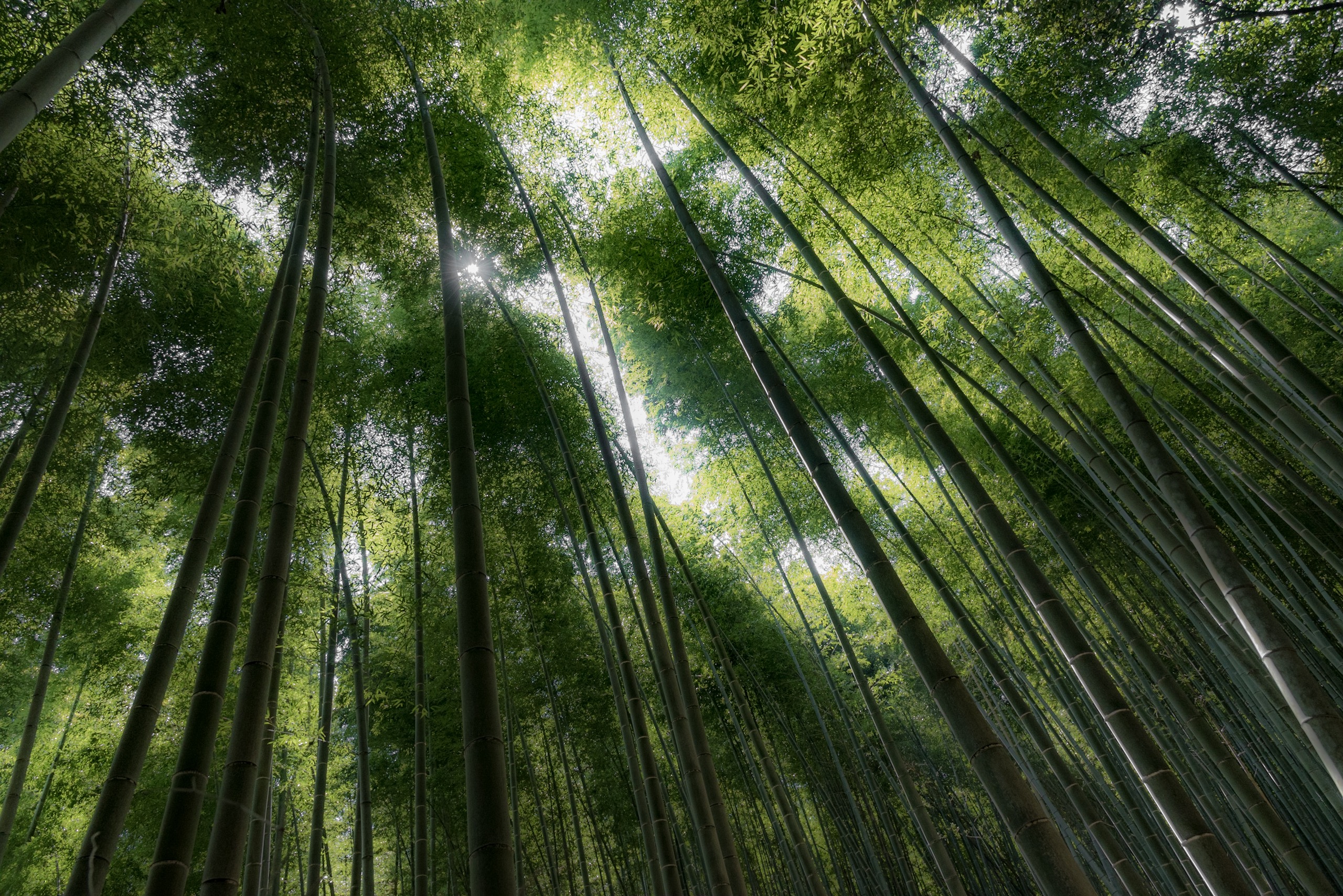 Arashiyama  di fabrizio_bonifazi