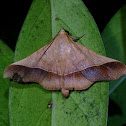 Erebid Moth