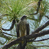 Mississippi Kite