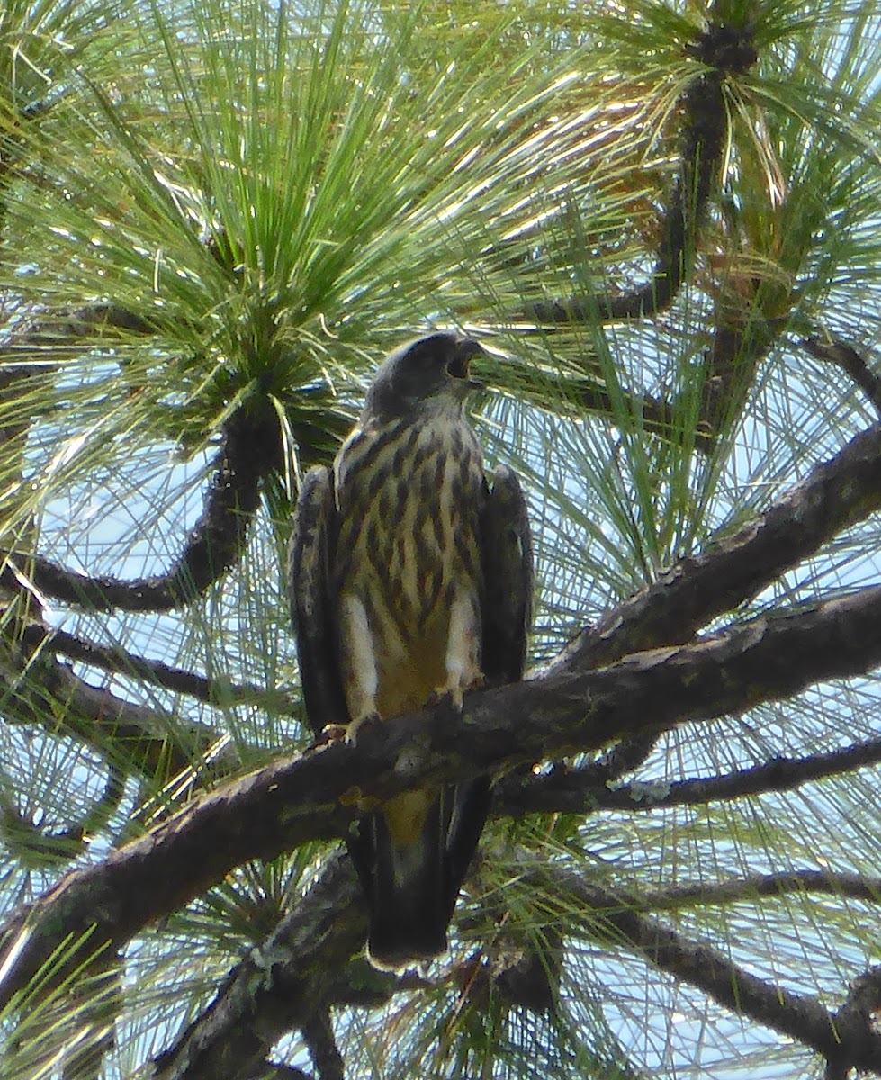 Mississippi Kite