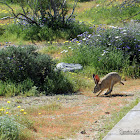 Black-tailed Jackrabbit