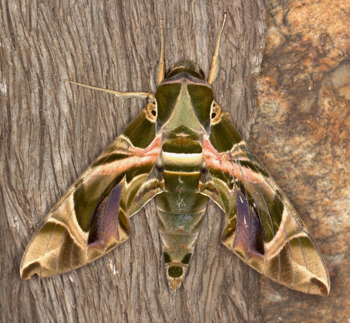 Oleander Hawk Moth