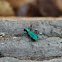 Six-spotted Tiger Beetle