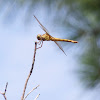 Dragonfly