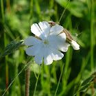 White Campion