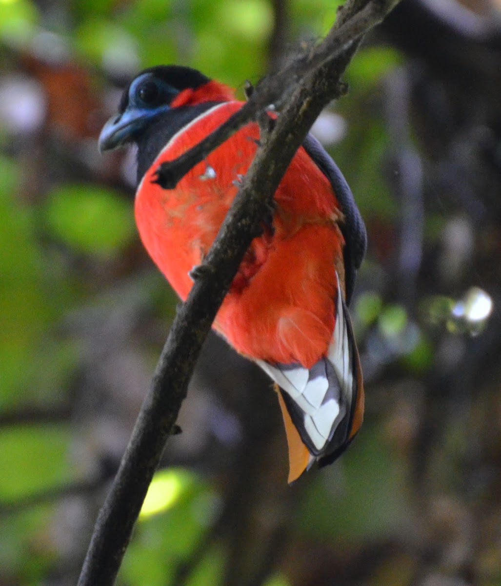 Red-Naped Trogon