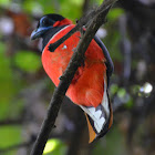 Red-Naped Trogon