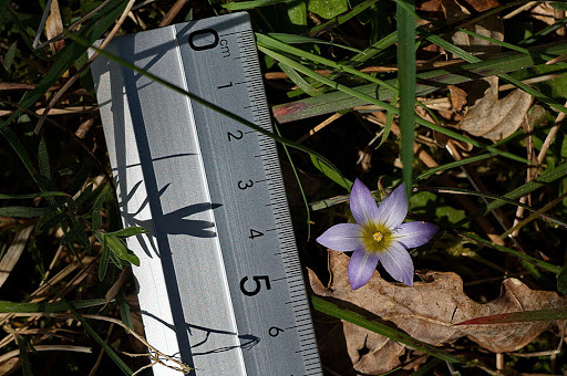 Romulea bulbocodium