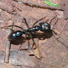 Dinoponera Ant