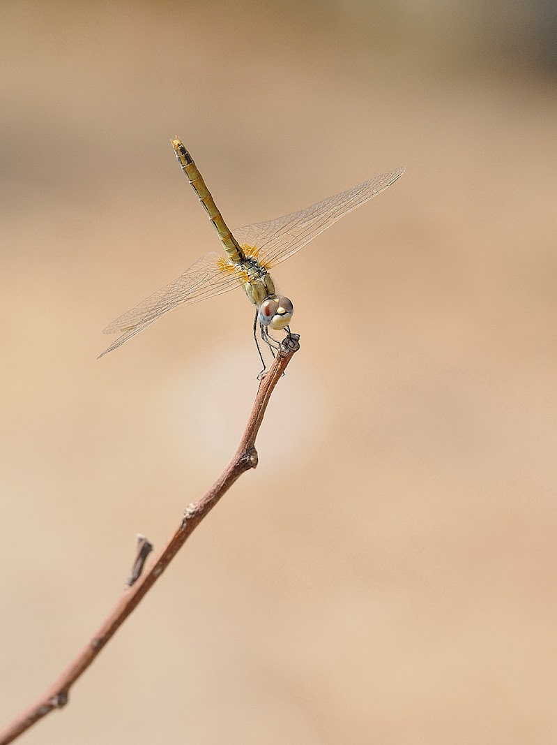 Libellula.. di leonardo valeriano