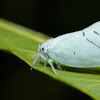 Planthopper