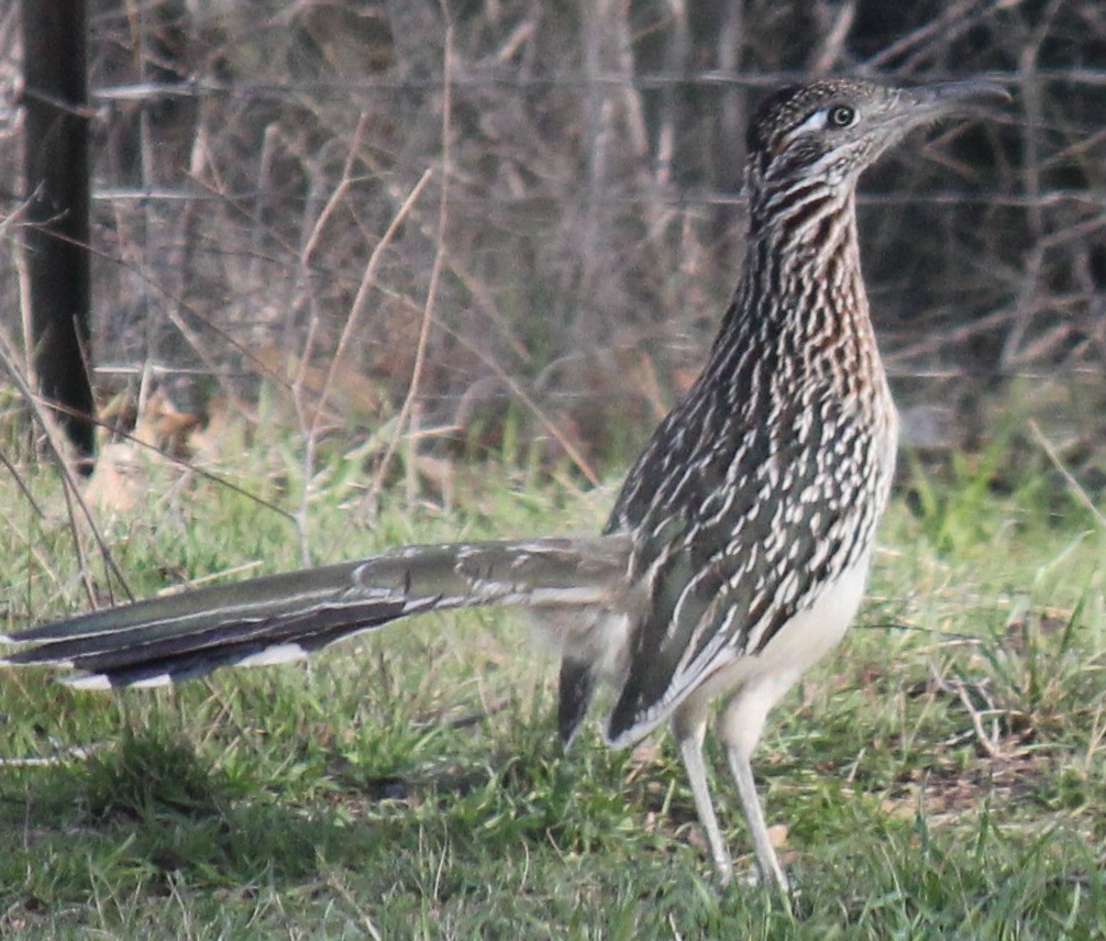 Greater Roadrunner