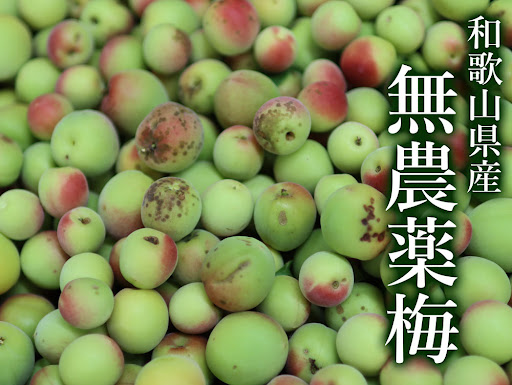 農薬不使用　完熟小梅 農薬不使用完熟小梅