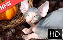 Sphinx HD new free tab theme small promo image