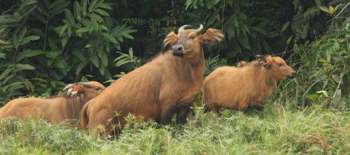 African Forrest Buffalo Syncerus caffer nanus (Wildlife Conservation Society Congo).