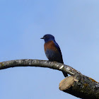 Western bluebird