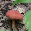 Two Coloured Bolete