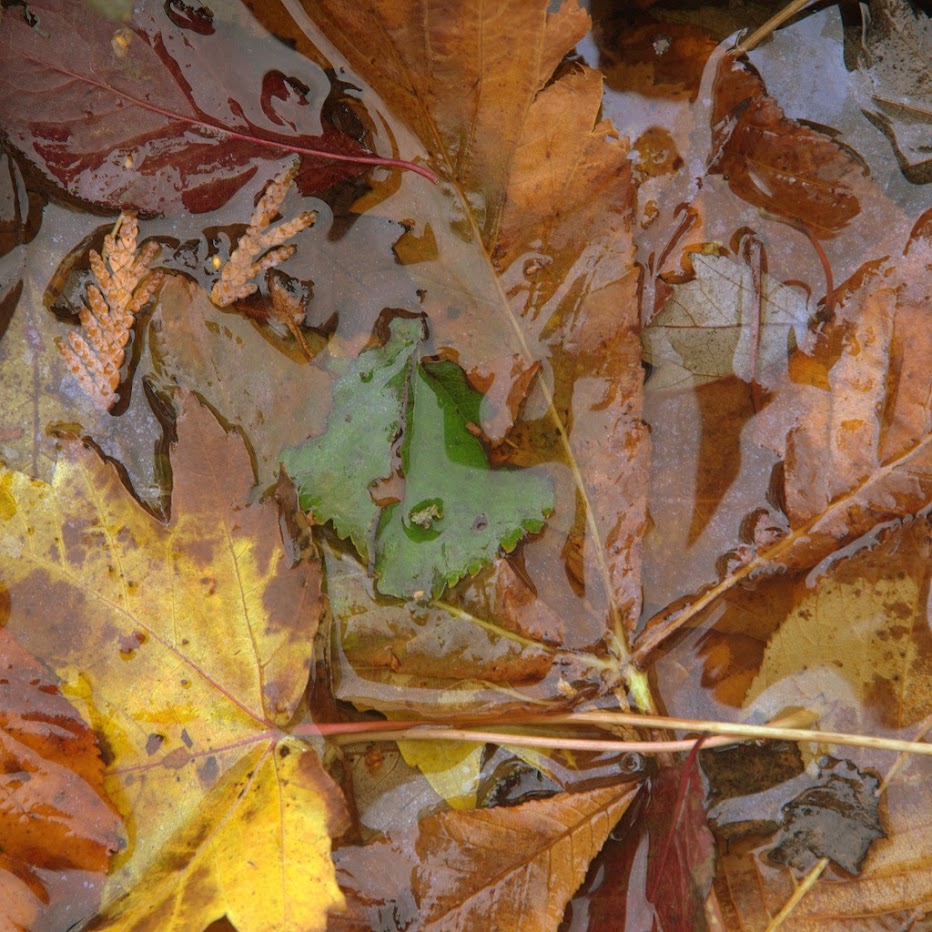 Herfst / Autumn