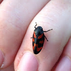 Black-and-red Froghopper