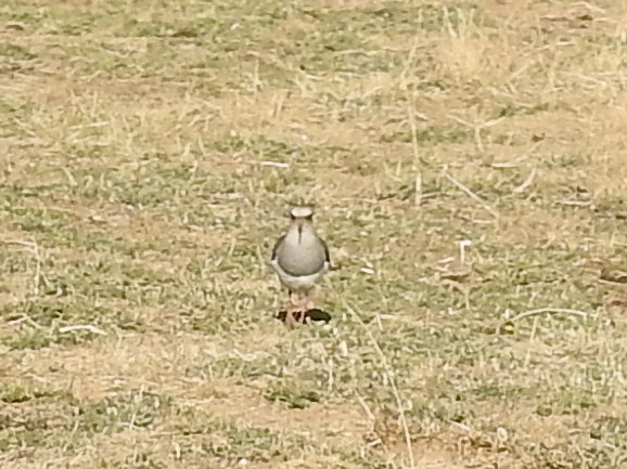 Andean Lapwing