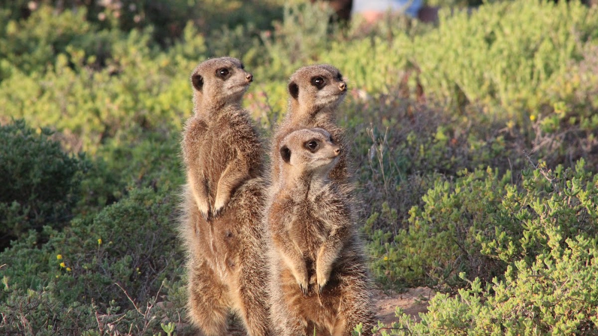 Meerkat