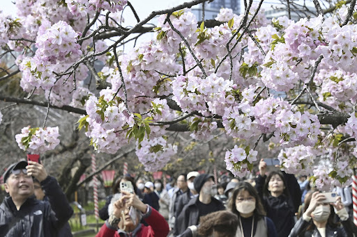 U Japanu cveta čuvena trešnja