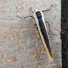 Yellow-Banded Footmen