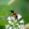 Milkweed bug