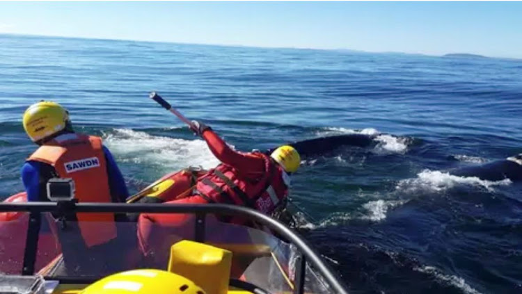 A southern right whale and its two mates swim off after the disentanglement operation off Sea Point on March 29 2019