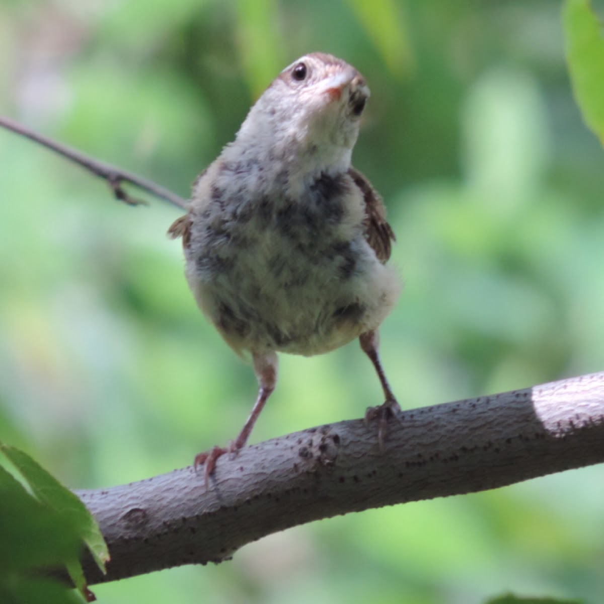 Carolina Wren