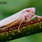 Beet leafhopper