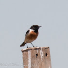 Stonechat; Tarabilla Común