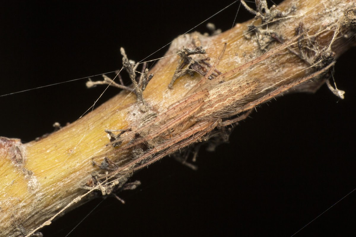 Orb-weaver spider